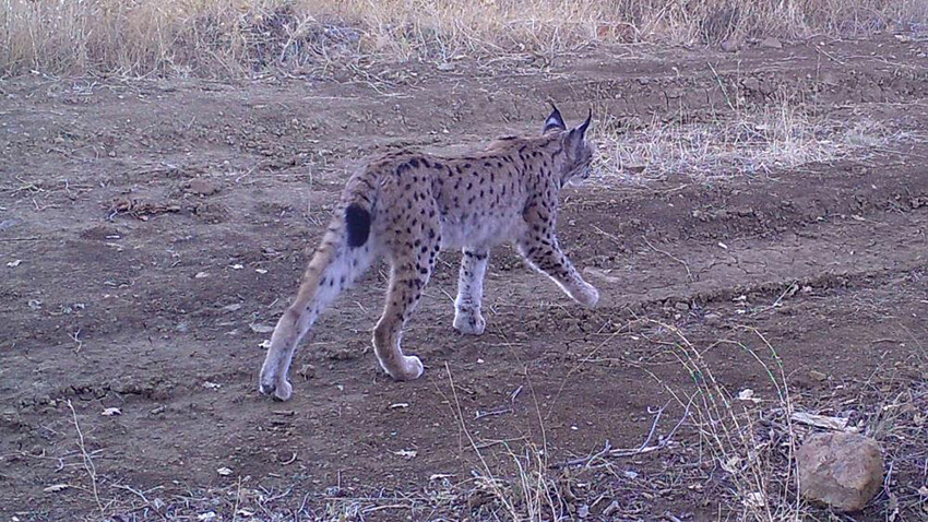 'Ormanın hayaleti' Kırıkkale'de görüldü! Geceleri avlanıyor, her şeyi duyuyor...