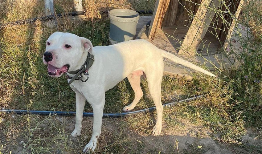 Hatay'da yasaklı ırk köpekler dehşet saçtı: Talihsiz kadın 37 dikişle taburcu edildi Hatay'da yasaklı ırk köpekler dehşet saçtı: Talihsiz kadın 37 dikişle taburcu edildi