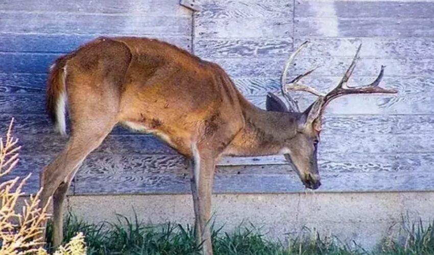 ZOMBİ GEYİK HASTALIĞI NEDİR? Zombi geyik hastalığı Türkiye'de var mı, insana bulaşır mı? ZOMBİ GEYİK HASTALIĞI NEDİR? Zombi geyik hastalığı Türkiye'de var mı, insana bulaşır mı?
