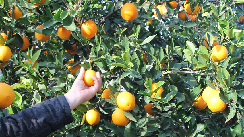 Marketten tarlaya uçurum! Çiftçiler 'artık toplamıyoruz' diye isyan etti Çiftçiler market fiyatlarına isyan etti! 'Bahçede 1 TL, markette 20 TL, artık toplamıyoruz'