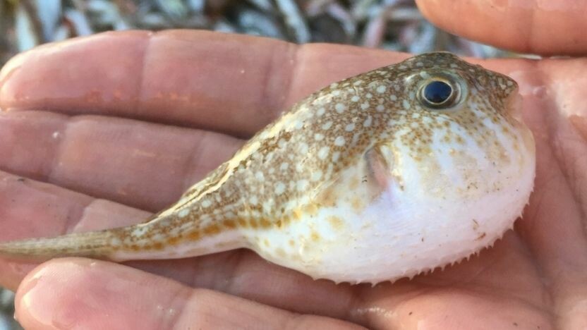 Balon balığı nedir? Balon balığı görüntüsü nasıl, zehirli midir? Balon balığını yemek caiz mi? Balon balığı nedir? Balon balığı görüntüsü nasıl, zehirli midir? Balon balığını yemek caiz mi?