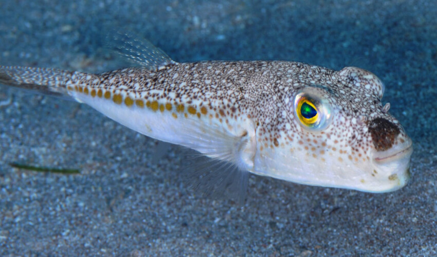 Balon balığı yiyen 7 kişi hastanelik oldu! 1 kişinin hayati tehlikesi var