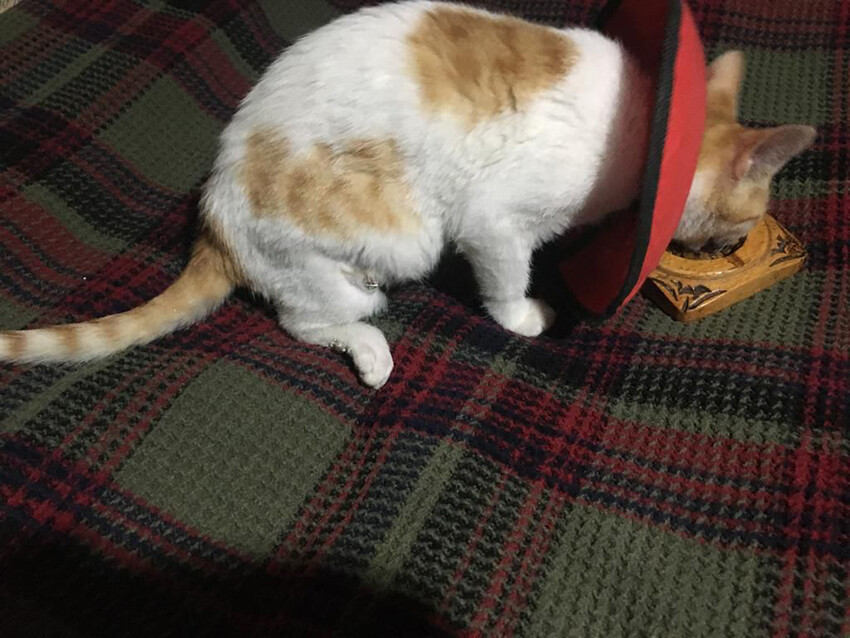 Hayvana şiddete kelepçe! Balkona çıkıp sokaktaki kedileri vurdu