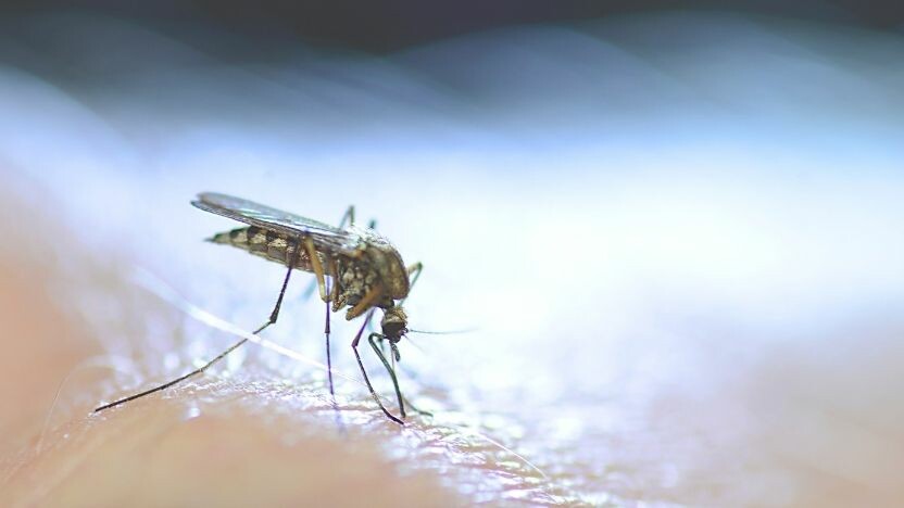 Arbovirüs nedir? Arbovirüs nasıl bulaşır, salgın mı oldu? Arbovirüs belirtileri nedir, tehlikeli midir? - 1. Resim