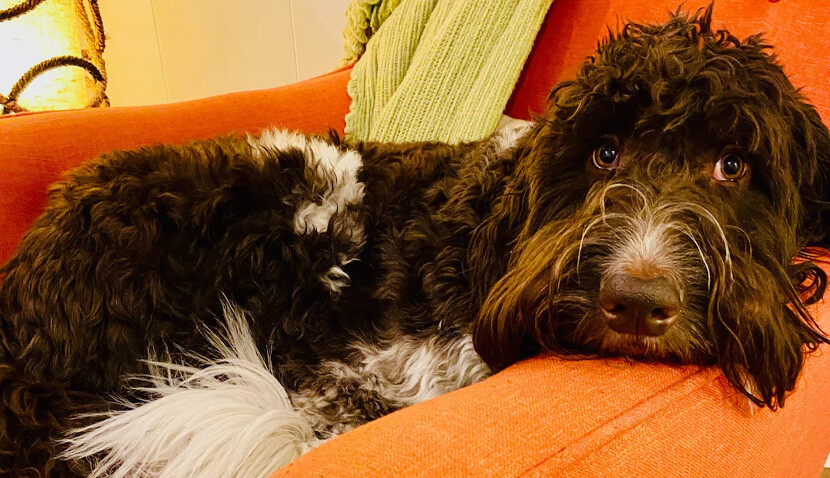 Atıştırmalık niyetine 4 bin dolar yedi Atıştırmalık niyetine 4 bin dolar yedi