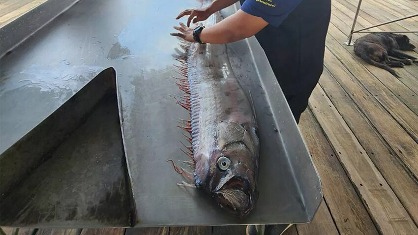 Japonya'da 'canavar balık' paniği! Deprem korkusuyla yüzeye çıktı