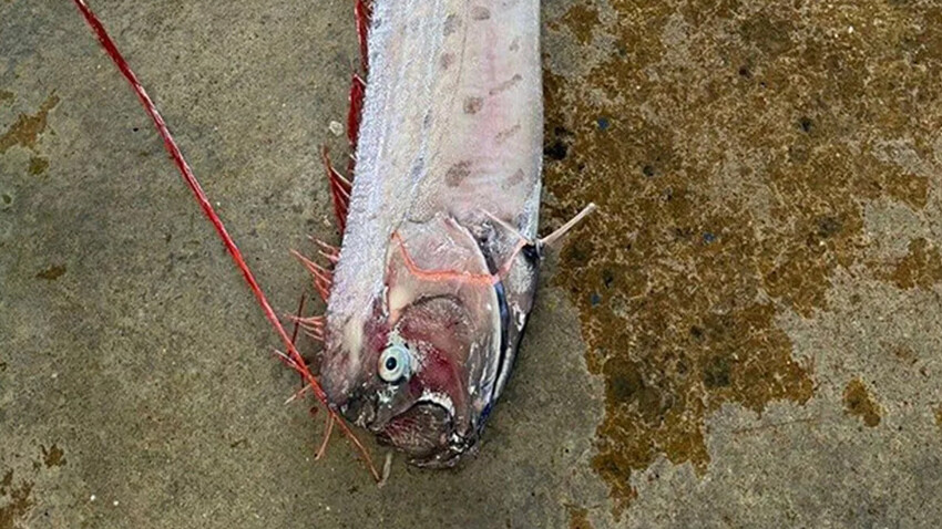 Japonya'da 'canavar balık' paniği! Deprem korkusuyla yüzeye çıktı