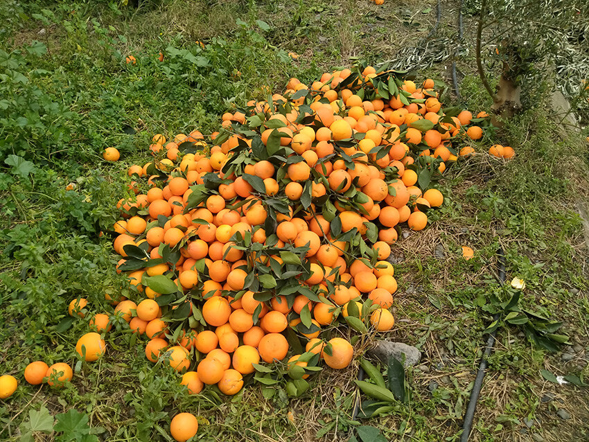 Bedava dağıtsa da toplayacak kimse yok, Hatay'da mandalina dalında çürüdü