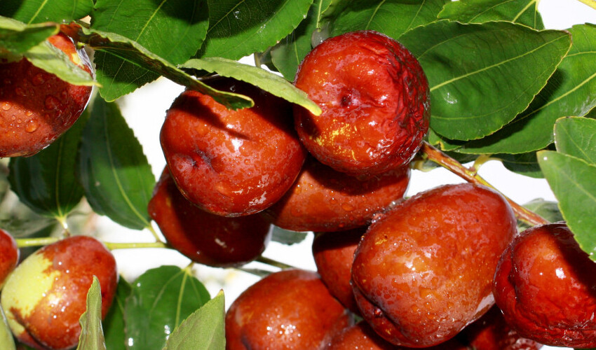 ‘Ölümsüzlük meyvesi’ olarak biliniyor, hem vücuda enerji veriyor hem kalbi koruyor