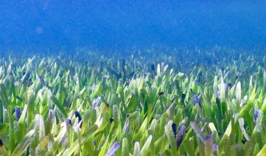 4.500 yıldır denizin altında saklanıyor! Dünyanın en büyük canlısı