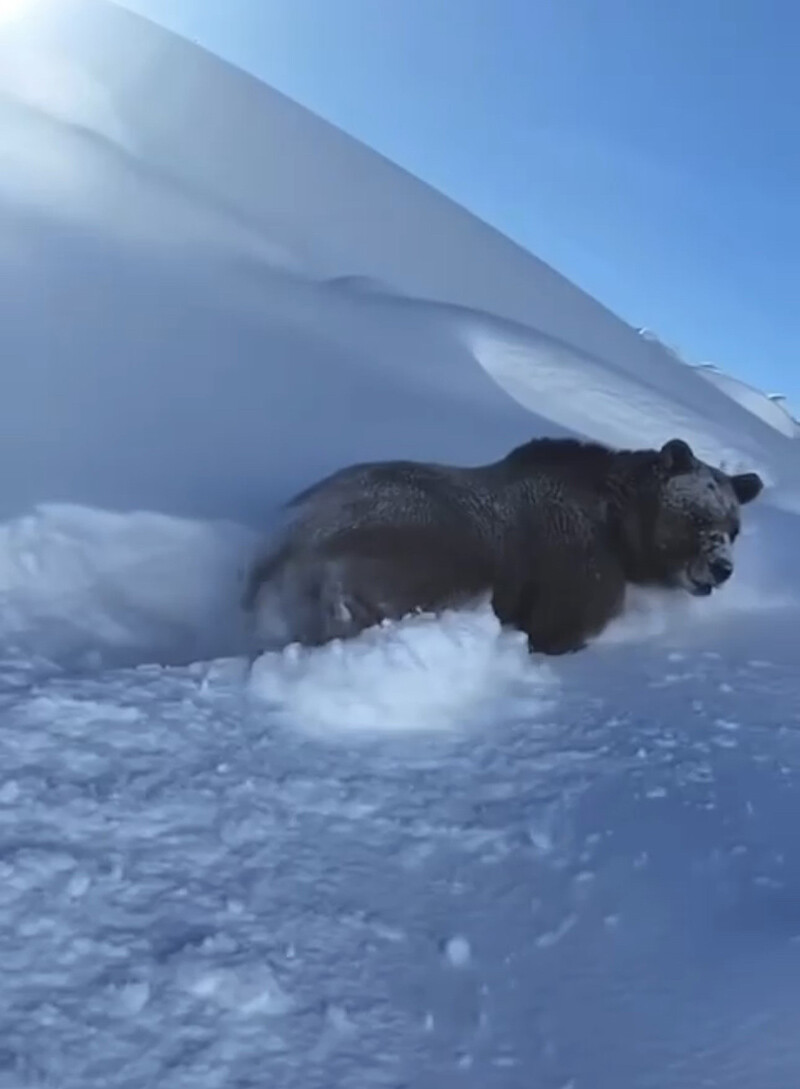 Elektrik arızası için gittiler, karşılarına dev bir ayı çıktı Elektrik arızası için gittiler, karşılarına dev bir ayı çıktı