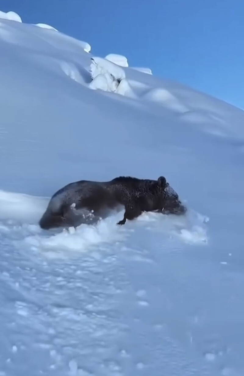 Elektrik arızası için gittiler, karşılarına dev bir ayı çıktı Elektrik arızası için gittiler, karşılarına dev bir ayı çıktı