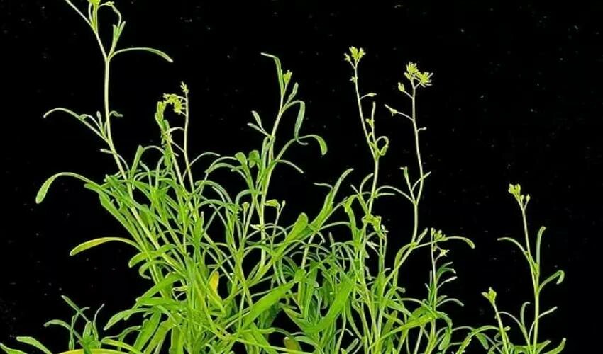 Türkiye’nin ilk astronotu Alper Gezeravcı’nın uzaya götürdüğü şeyi görünce şaşırıp kalacaksınız!