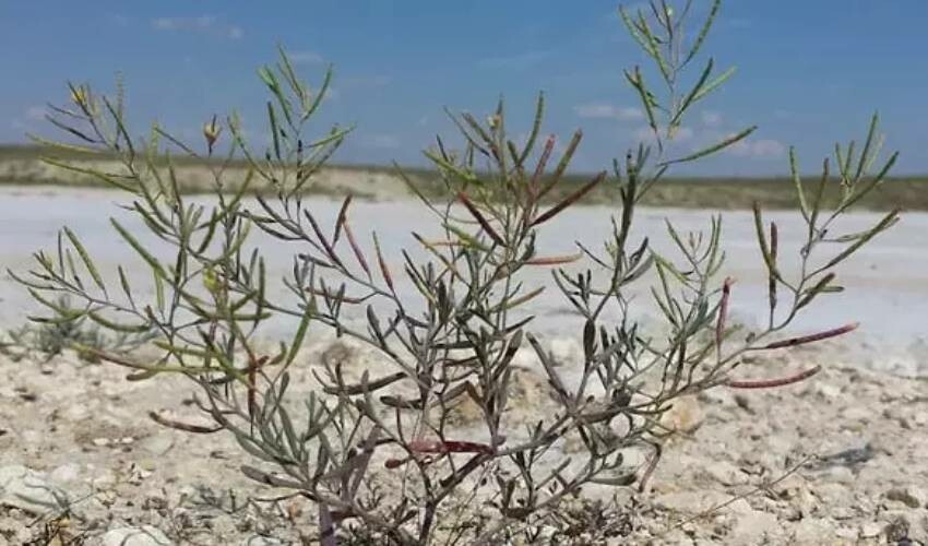 Türkiye’nin ilk astronotu Alper Gezeravcı’nın uzaya götürdüğü şeyi görünce şaşırıp kalacaksınız!