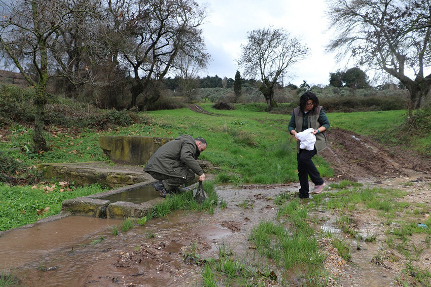 Bursa'da nesli tükenmekte olan Anadolu şeritli semender tesadüfen kurtarıldı