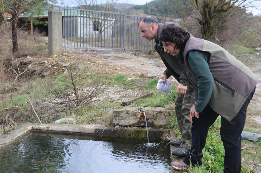 Bursa'da nesli tükenmekte olan Anadolu şeritli semender tesadüfen kurtarıldı