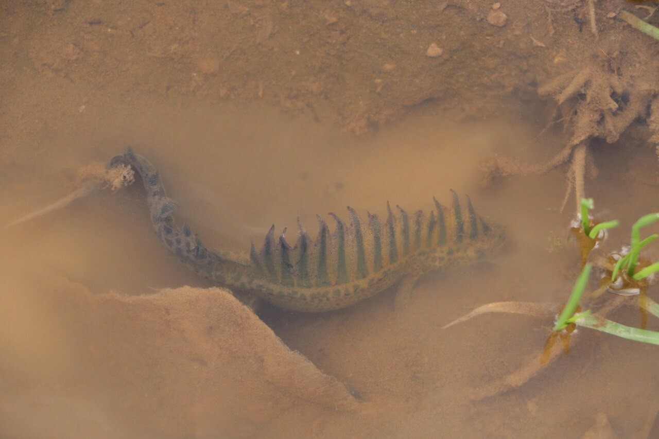 Bursa'da nesli tükenmekte olan Anadolu şeritli semender tesadüfen kurtarıldı
