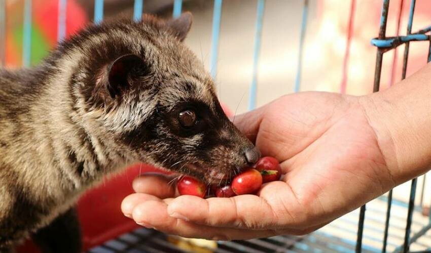Kedi dışkısından üretiliyor, değeri tam 30 bin TL!