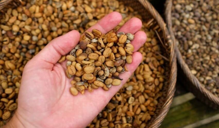 Kedi dışkısından üretiliyor, değeri tam 30 bin TL!