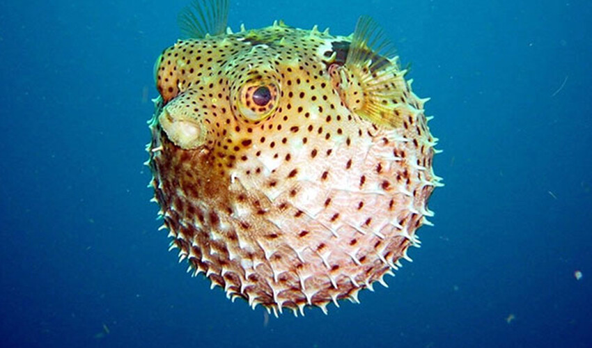 Yiyen 30 dakikada ölüyor! Zehirli balon balığı tehlikesi büyüyor Yiyen 30 dakikada ölüyor! Zehirli balon balığı tehlikesi büyüyor