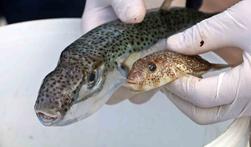 Yiyen 30 dakikada ölüyor! Zehirli balon balığı tehlikesi büyüyor Yiyen 30 dakikada ölüyor! Zehirli balon balığı tehlikesi büyüyor