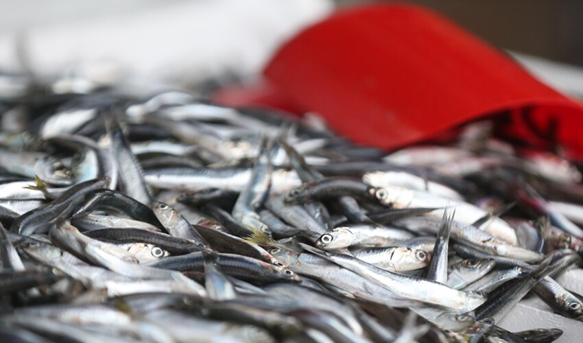 Yiyen 30 dakikada ölüyor! Zehirli balon balığı tehlikesi büyüyor Yiyen 30 dakikada ölüyor! Zehirli balon balığı tehlikesi büyüyor