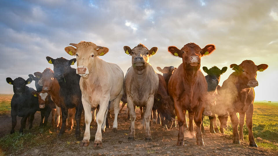Bakanlık fahiş et fiyatları için harekete geçti! Hayvan ithalatını artık devlet yapacak