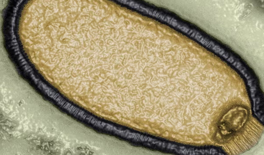 Buzullarda saklı ‘zombi virüsü’ yeniden canlanıyor! Yeni bir salgını tetikleyebilir Buzullarda saklı ‘zombi virüsü’ yeniden canlanıyor! Yeni bir salgını tetikleyebilir