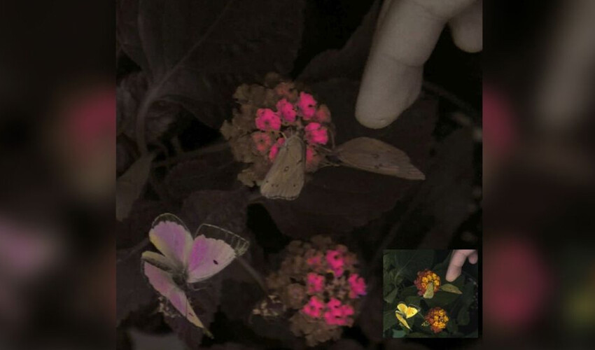 Kamerayla kaydedildi: Hayvanlar, insanlardan çok daha farklı renkleri görüyor Kamerayla kaydedildi: Hayvanlar, insanlardan çok daha farklı renkleri görüyor