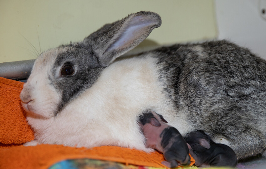 Ankara'da 'tavşan' operasyonu: Gece gündüz demeden günlerce seferber oldular