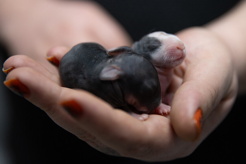 Ankara'da 'tavşan' operasyonu: Gece gündüz demeden günlerce seferber oldular