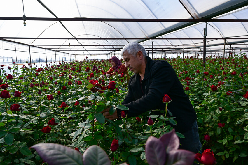 Gül seralarında 'Sevgililer Günü' mesaisi başladı