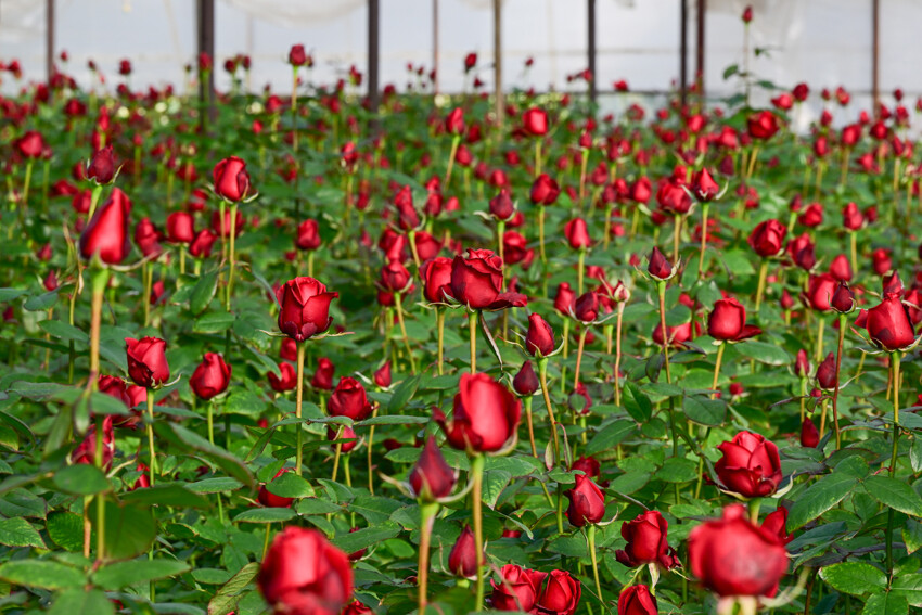 Gül seralarında 'Sevgililer Günü' mesaisi başladı