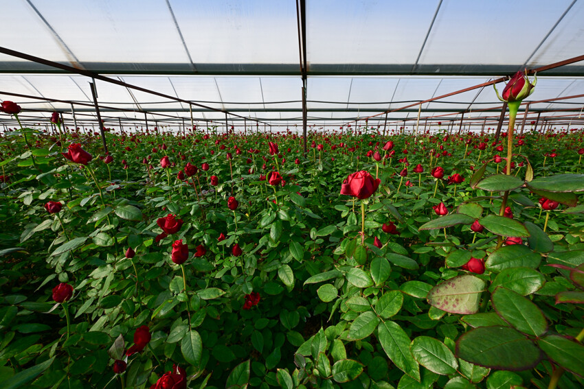 Gül seralarında 'Sevgililer Günü' mesaisi başladı