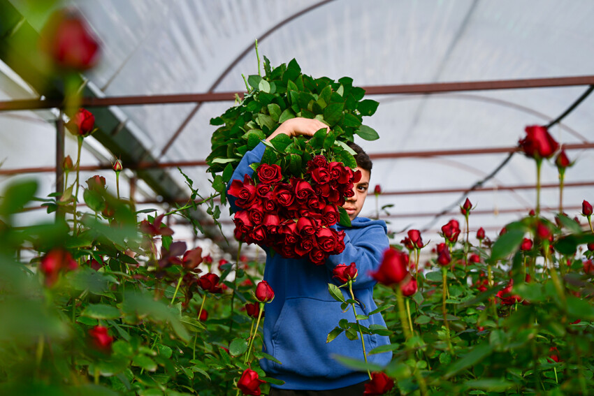Gül seralarında 'Sevgililer Günü' mesaisi başladı