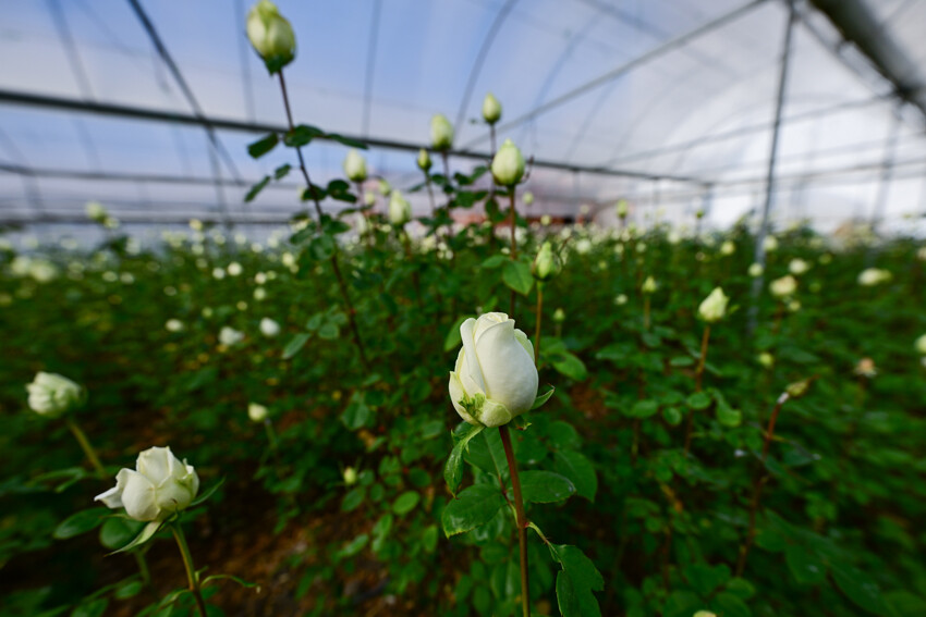 Gül seralarında 'Sevgililer Günü' mesaisi başladı
