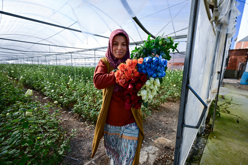 Gül seralarında 'Sevgililer Günü' mesaisi başladı
