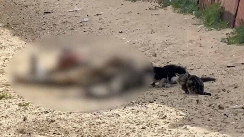 Gazze'de dehşet görüntüler! Filistinlilerin cansız bedenlerini sokak hayvanları yemeye başladı