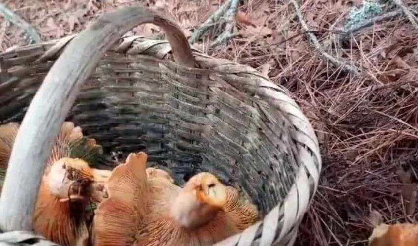 Doğadan bedavaya toplayarak köşeyi döndü! Aylık geliri tam 5 bin TL’ye yükseldi