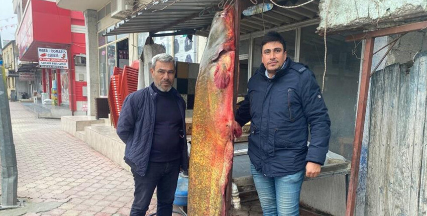 Osmaniyeli balıkçı 148 kiloluk yayın balığı yakaladı! 37 bin TL kazanacak