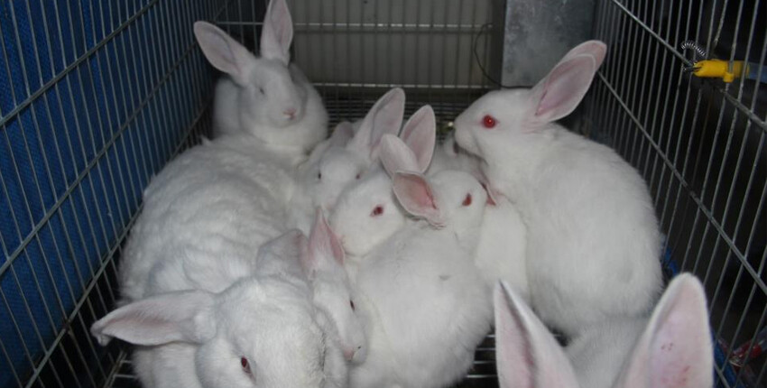 Sosyal medyadan gördü hemen harekete geçti! Sivas'ta bir ilk, kilosunu 150 liradan satıyor