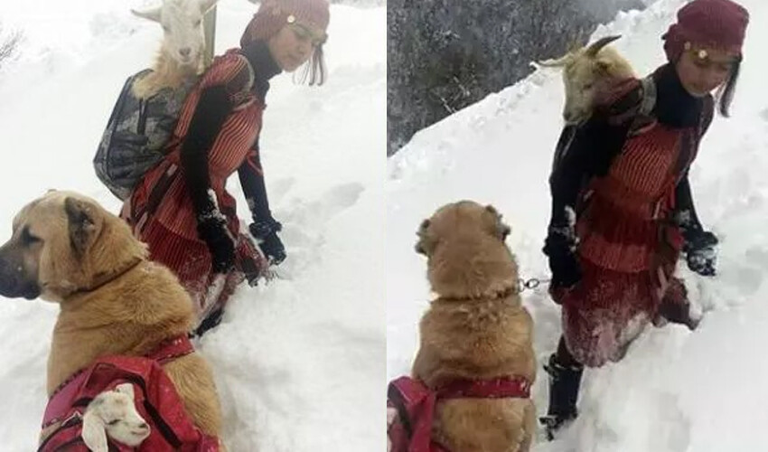 Keçiyi sırtladığı fotoğrafla gündem olmuştu! Rize’nin ‘Heidi’si: Hayalim Tarım Bakanı olmak