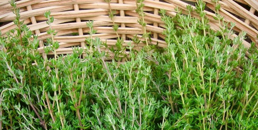 İbn-i Sina'nın 2 bin yıllık sırrı! Limon ve sarımsaktan 30 kat güçlü, öksürüğün bir numaralı düşmanı İbn-i Sina'nın 2 bin yıllık sırrı! Limon ve sarımsaktan 30 kat güçlü, öksürüğün bir numaralı düşmanı