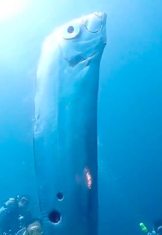 Kıyamet balığı nerede görüldü? Kıyamet Günü Balığı nedir? Kıyamet balığı nerede görüldü? Kıyamet Günü Balığı nedir?