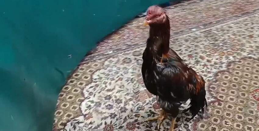 Horoz dövüştürenlere suçüstü! Yakalandıkları yer pes dedirtti Horoz dövüştürenlere suçüstü! Yakalandıkları yer pes dedirtti