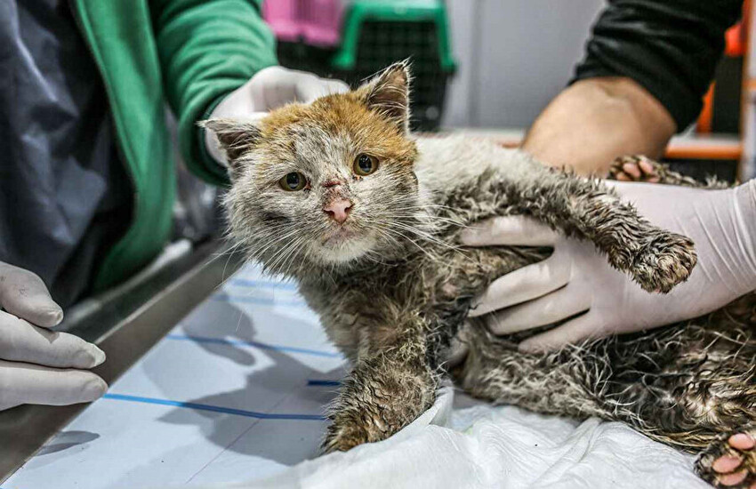 6 Şubat binlerce 'patili dostu' da vurdu: Deprem bölgesindeki hayvanlar hâlâ yardıma muhtaç 6 Şubat binlerce 'patili dostu' da vurdu: Deprem bölgesindeki hayvanlar hâlâ yardıma muhtaç