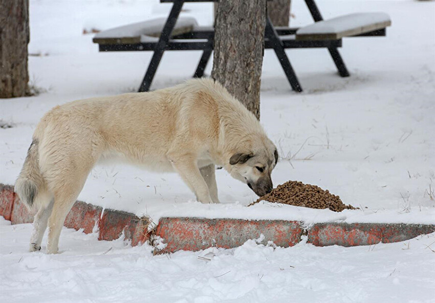 6 Şubat binlerce 'patili dostu' da vurdu: Deprem bölgesindeki hayvanlar hâlâ yardıma muhtaç 6 Şubat binlerce 'patili dostu' da vurdu: Deprem bölgesindeki hayvanlar hâlâ yardıma muhtaç