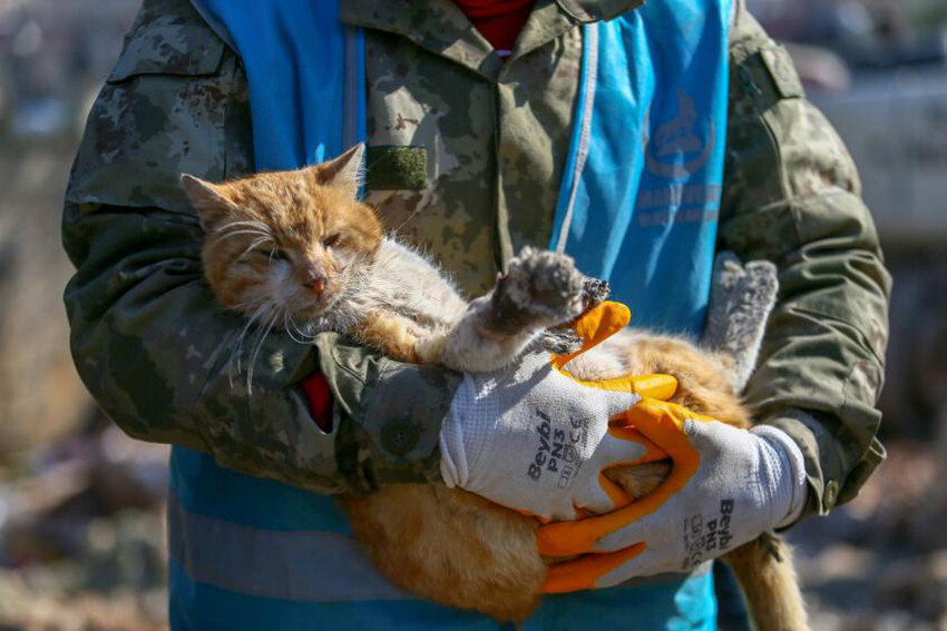 6 Şubat binlerce 'patili dostu' da vurdu: Deprem bölgesindeki hayvanlar hâlâ yardıma muhtaç 6 Şubat binlerce 'patili dostu' da vurdu: Deprem bölgesindeki hayvanlar hâlâ yardıma muhtaç