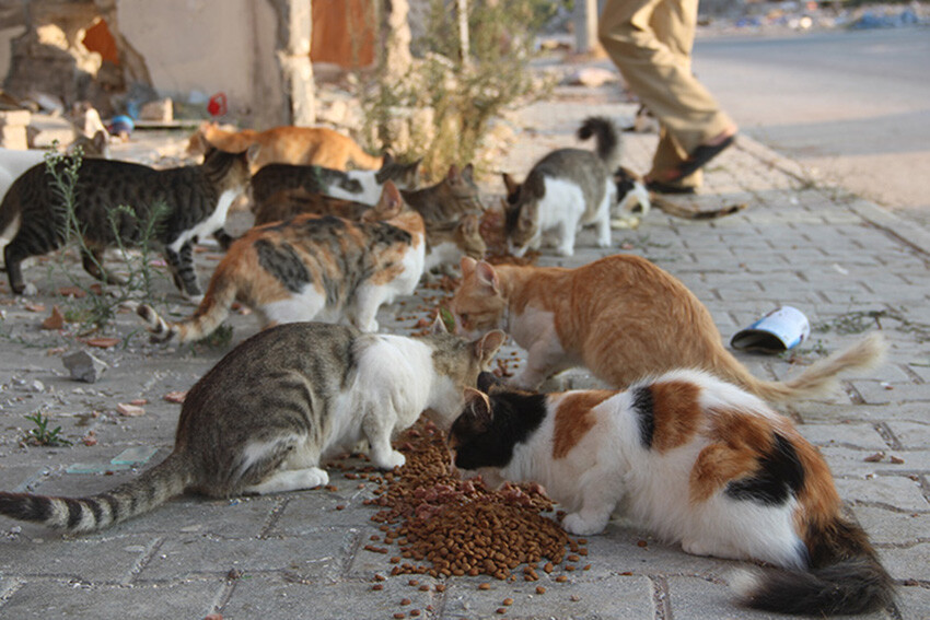 6 Şubat binlerce 'patili dostu' da vurdu: Deprem bölgesindeki hayvanlar hâlâ yardıma muhtaç 6 Şubat binlerce 'patili dostu' da vurdu: Deprem bölgesindeki hayvanlar hâlâ yardıma muhtaç