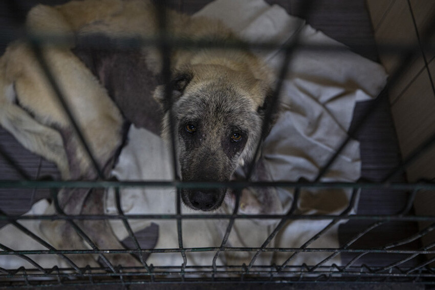 6 Şubat binlerce 'patili dostu' da vurdu: Deprem bölgesindeki hayvanlar hâlâ yardıma muhtaç 6 Şubat binlerce 'patili dostu' da vurdu: Deprem bölgesindeki hayvanlar hâlâ yardıma muhtaç
